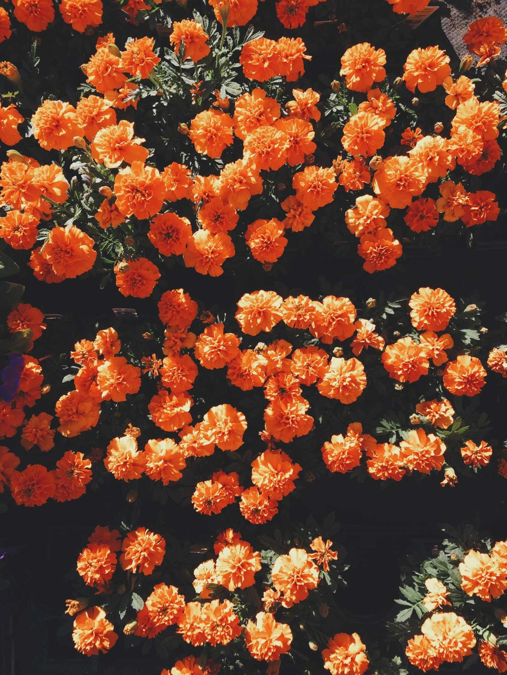 Bildet viser oransje blomster