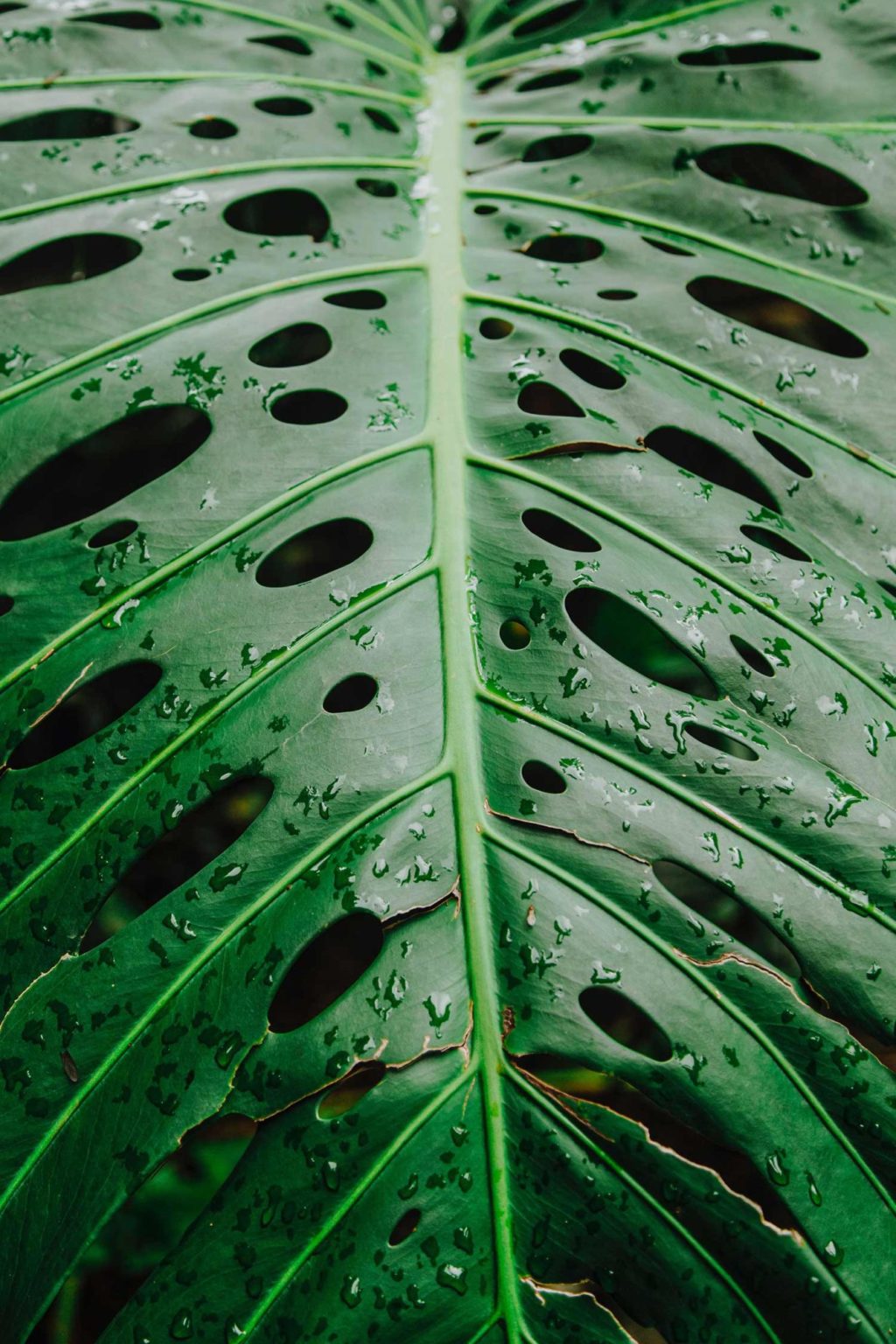 Bildet viser et nærbilde av et blad med regndråper