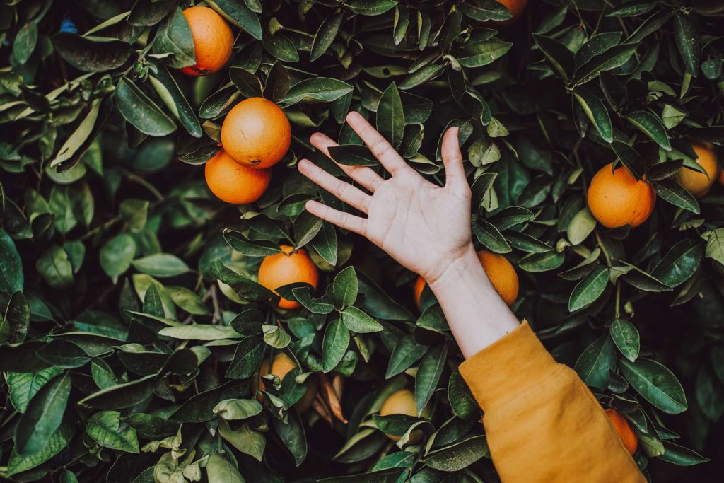 Bildet viser en hånd som strekker seg mot et appelsintre